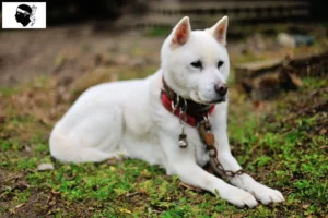 Lire la suite à propos de l’article Kishu éleveurs et chiots en Corse