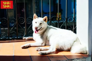 Lire la suite à propos de l’article Kishu éleveurs et chiots en Normandie