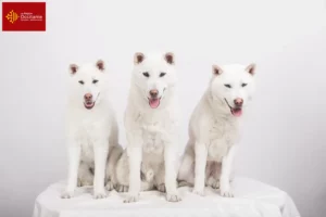 Lire la suite à propos de l’article Éleveurs de Kishu et chiots en Occitanie