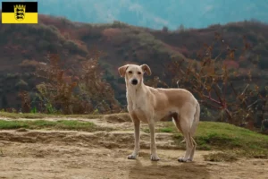 Lire la suite à propos de l’article Kritikos Lagonikos Éleveurs et chiots en Baden-Württemberg