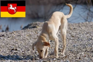 Lire la suite à propos de l’article Kritikos Lagonikos Éleveurs et chiots en Basse-Saxe