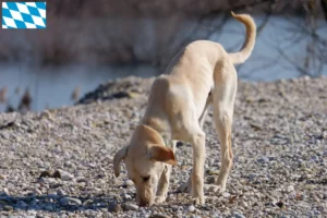 Lire la suite à propos de l’article Kritikos Lagonikos Éleveurs et chiots en Bavière
