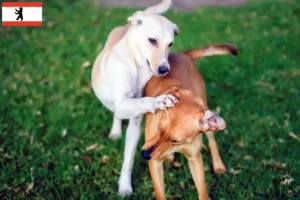Lire la suite à propos de l’article Kritikos Lagonikos Éleveurs et chiots à Berlin