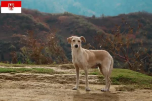 Lire la suite à propos de l’article Kritikos Lagonikos Éleveurs et chiots dans le Brandebourg