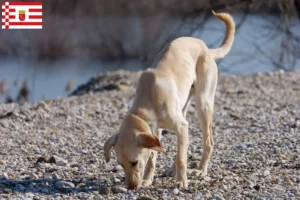 Lire la suite à propos de l’article Kritikos Lagonikos Éleveurs et chiots à Brême