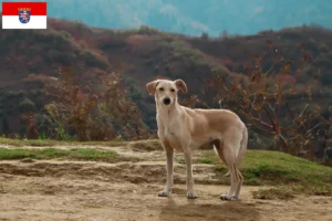 Lire la suite à propos de l’article Kritikos Lagonikos Éleveurs et chiots en Hesse