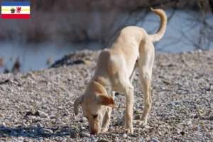 Lire la suite à propos de l’article Kritikos Lagonikos Éleveurs et chiots dans le Mecklembourg-Poméranie occidentale