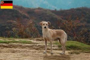 Lire la suite à propos de l’article Kritikos Lagonikos Éleveurs et chiots en Rhénanie-Palatinat