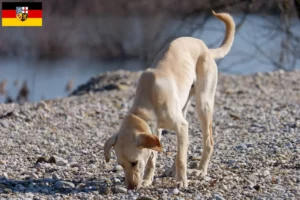 Lire la suite à propos de l’article Kritikos Lagonikos Éleveurs et chiots en Sarre