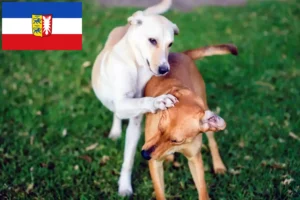 Lire la suite à propos de l’article Kritikos Lagonikos Éleveurs et chiots en Schleswig-Holstein