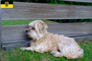 Lire la suite à propos de l’article Kyi Leo éleveurs et chiots en Baden-Württemberg