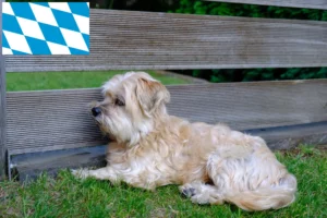 Lire la suite à propos de l’article Kyi Leo éleveurs et chiots en Bavière