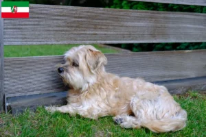 Lire la suite à propos de l’article Kyi Leo éleveurs et chiots en Rhénanie du Nord-Westphalie