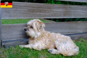 Lire la suite à propos de l’article Kyi Leo éleveurs et chiots en Sarre