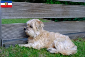 Lire la suite à propos de l’article Kyi Leo éleveurs et chiots dans le Schleswig-Holstein