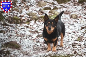 Lire la suite à propos de l’article Lancashire Heeler éleveurs et chiots en Centre-Val de Loire