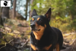 Lire la suite à propos de l’article Éleveurs de Lancashire Heeler et chiots en Corse