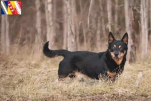 Lire la suite à propos de l’article Lancashire Heeler éleveurs et chiots en Grand Est