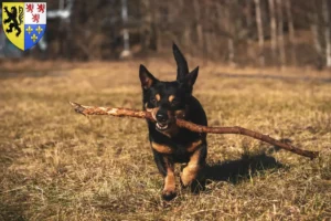 Lire la suite à propos de l’article Lancashire Heeler éleveurs et chiots en Hauts-de-France