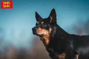 Lire la suite à propos de l’article Éleveurs de Lancashire Heeler et chiots en Normandie