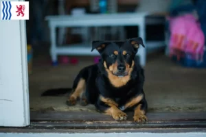 Lire la suite à propos de l’article Lancashire Heeler éleveurs et chiots en Nouvelle-Aquitaine