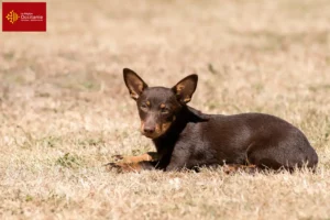 Lire la suite à propos de l’article Éleveurs de Lancashire Heeler et chiots en Occitanie