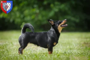 Lire la suite à propos de l’article Lancashire Heeler éleveurs et chiots en Pays de la Loire