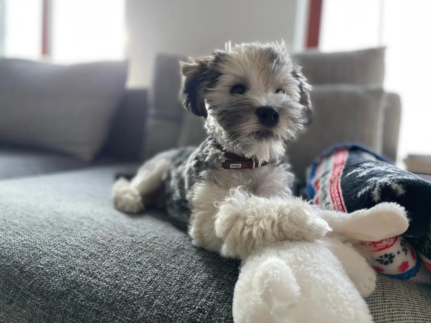 Acheter un chiot Löwchen, c'est prendre ses responsabilités ! Acheter des chiots lion.