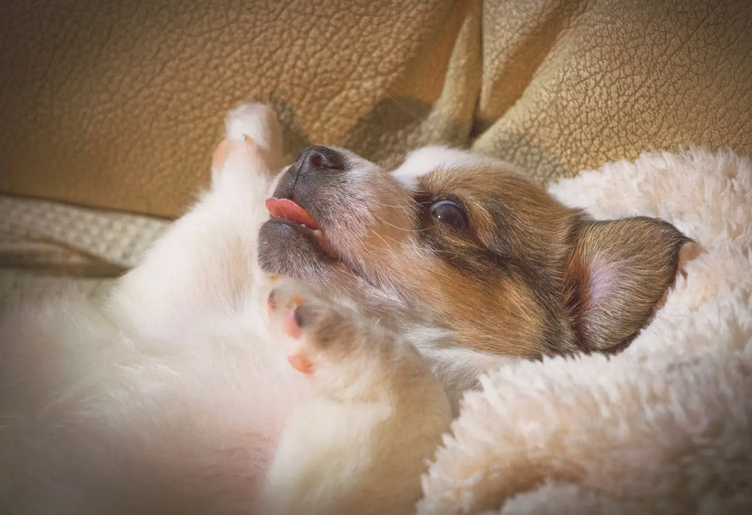 Acheter un chiot Löwchen, c'est prendre ses responsabilités ! Acheter des chiots lion.