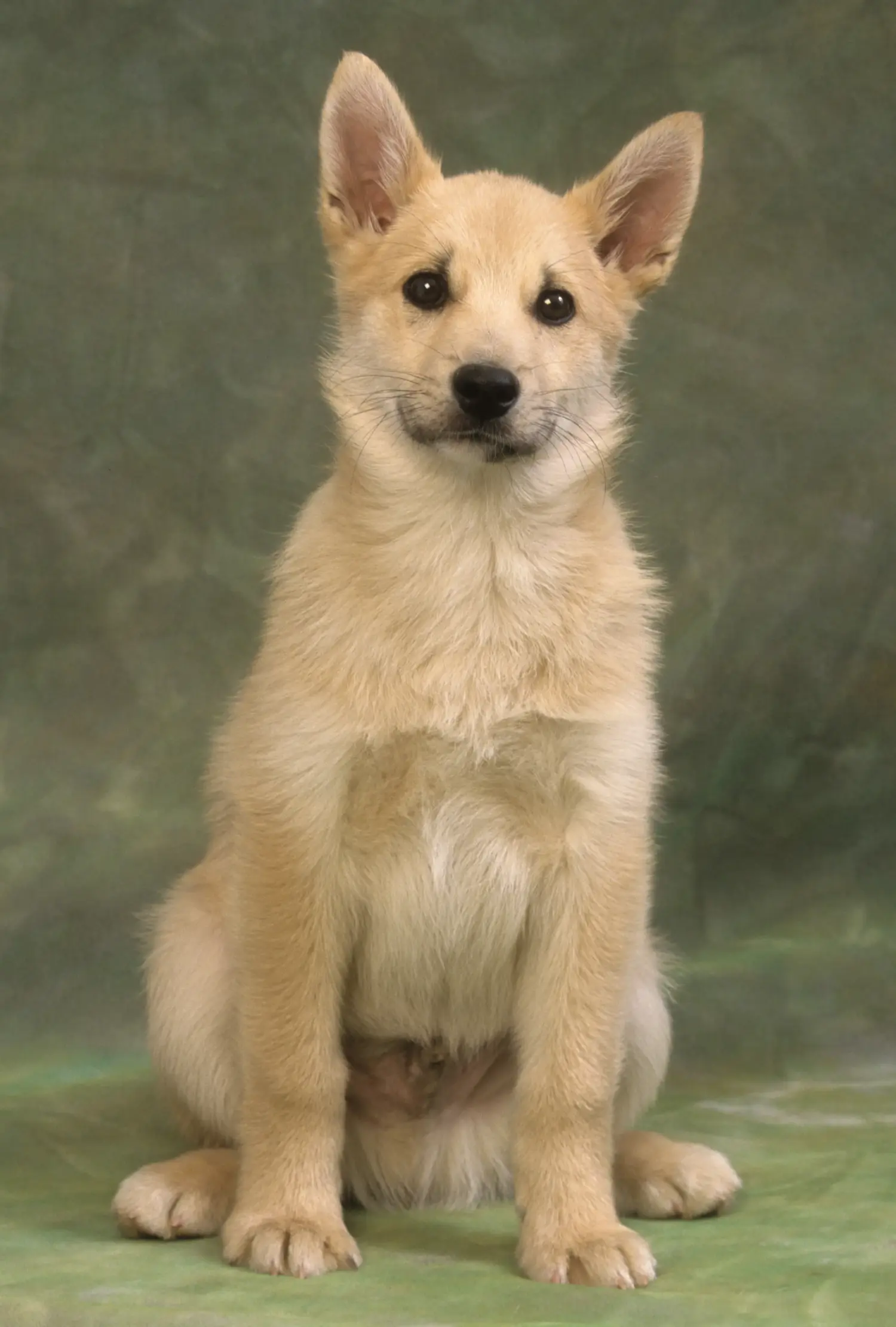 Acheter un chiot Buhund norvégien, c'est prendre ses responsabilités ! Acheter un chiot Buhund norvégien.