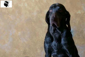 Lire la suite à propos de l’article Perdiguero de Burgos éleveurs et chiots en Corse
