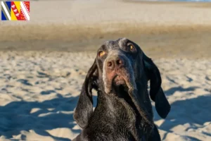 Lire la suite à propos de l’article Perdiguero de Burgos éleveurs et chiots en Grand Est