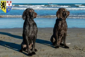 Lire la suite à propos de l’article Perdiguero de Burgos éleveurs et chiots en Hauts-de-France