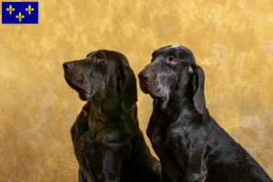 Lire la suite à propos de l’article Perdiguero de Burgos éleveurs et chiots en Île-de-France