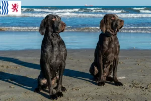 Lire la suite à propos de l’article Perdiguero de Burgos éleveurs et chiots en Nouvelle-Aquitaine