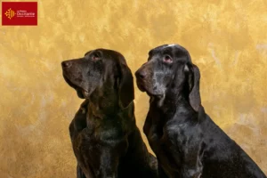 Lire la suite à propos de l’article Perdiguero de Burgos éleveurs et chiots en Occitanie