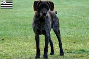 Lire la suite à propos de l’article Éleveurs de chiens allemands à poil dur et chiots en Bretagne