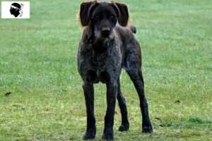 Lire la suite à propos de l’article Éleveurs de chiens allemands à poil dur et chiots en Corse