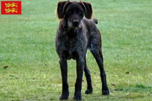 Lire la suite à propos de l’article Éleveurs de chiens allemands à poil dur et chiots en Normandie