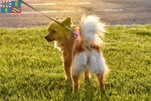Lire la suite à propos de l’article Pomchi éleveurs et chiots en Bourgogne-Franche-Comté
