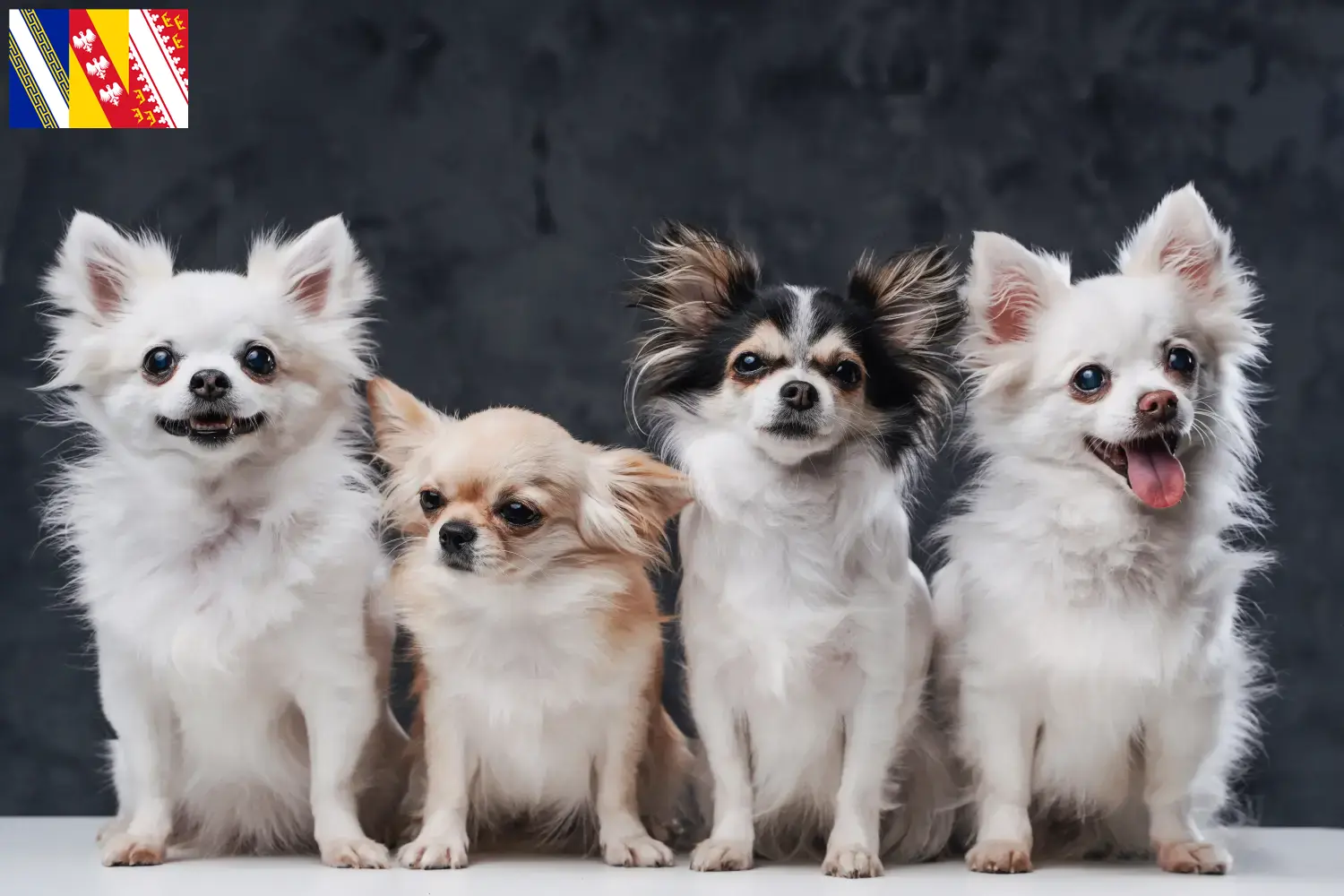 Pomchi chiots et éleveurs Grand Est Ici tu trouves des éleveurs de pomchis en Grand Est.