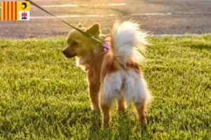 Lire la suite à propos de l’article Pomchi éleveurs et chiots en Provence-Alpes-Côte d’Azur