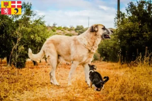 Lire la suite à propos de l’article Rafeiro do Alentejo Éleveurs et chiots en Auvergne-Rhône-Alpes