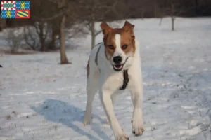 Lire la suite à propos de l’article Rafeiro do Alentejo Éleveurs et chiots en Bourgogne-Franche-Comté