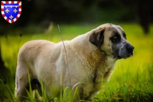Lire la suite à propos de l’article Rafeiro do Alentejo Éleveurs et chiots en Centre-Val de Loire