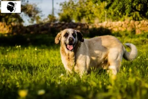 Lire la suite à propos de l’article Rafeiro do Alentejo éleveurs et chiots en Corse
