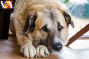 Lire la suite à propos de l’article Rafeiro do Alentejo Éleveurs et chiots en Grand Est
