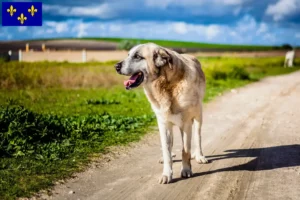 Lire la suite à propos de l’article Rafeiro do Alentejo Éleveurs et chiots en Île-de-France