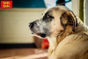 Lire la suite à propos de l’article Rafeiro do Alentejo éleveurs et chiots en Normandie
