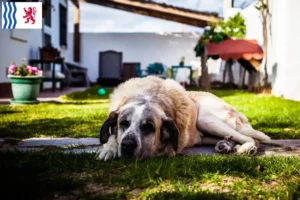 Lire la suite à propos de l’article Rafeiro do Alentejo Éleveurs et chiots en Nouvelle-Aquitaine